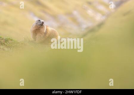 Francia, Hautes-Alpes, parco nazionale Ecrins, marmota (marmota marmota) Foto Stock