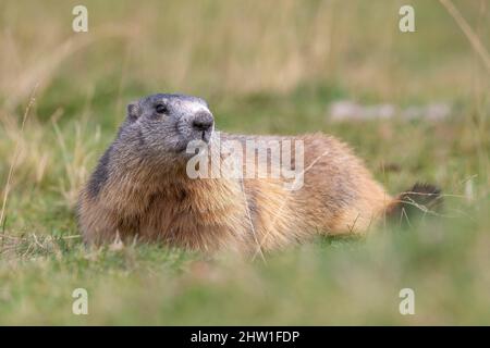 Francia, Hautes-Alpes, parco nazionale Ecrins, marmota (marmota marmota) Foto Stock