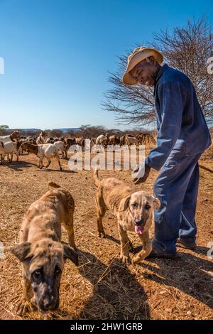 Namibia, Otjozondjupa Region, Otjiwarongo, Cheetah Conservation Fund (CCF), CCF's Livestock Guarding Dog Program è stato molto efficace nel ridurre i tassi di predazione e quindi anche l'inclinazione degli agricoltori a intrappolare o sparare gheetah, Anatolian Shepherd cane noto anche come Kangal di guardia di una mandria di capre alpine Foto Stock