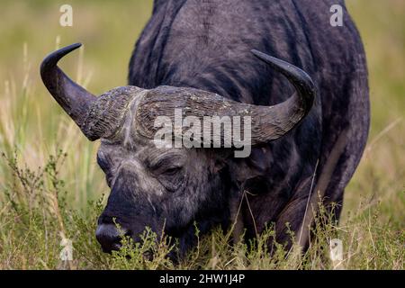 Kenya, Masai Mara National Reserve, Parco Nazionale, savana, bufalo africano o bufala del Capo (Syncerus caffer), maschio adulto, vecchio Foto Stock