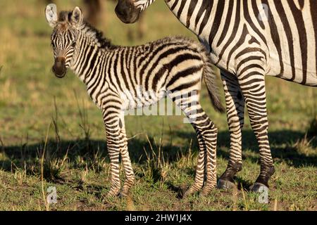 Kenya, Masai Mara National Reserve, Parco Nazionale, Plains zebra o Burchell's zebra (Equus quagga syn. Equus burchellii), bambino che cammina in erba Foto Stock