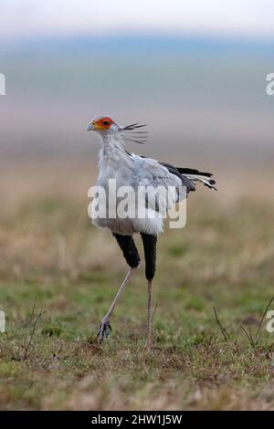 Kenya, Masai Mara National Reserve, Parco Nazionale, Secretary Bird (Sagittarius serpentarius), si muove nella savana Foto Stock