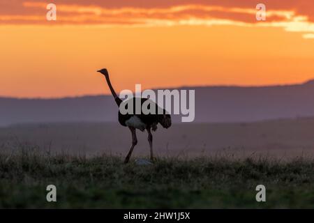 Kenya, Masai Mara National Reserve, Parco Nazionale, savana, Ostrich o struzzo comune (Struthio camelus), nella savana, il maschio è nero, al tramonto Foto Stock