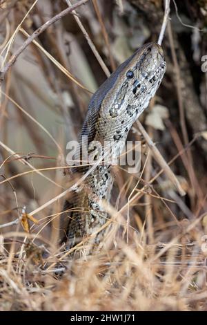Kenya, Masai Mara National Reserve, Parco Nazionale, African Rock Python (Python sebae), la sua testa nel bufrican rock pythonReptile Foto Stock