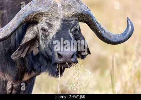 Kenya, Masai Mara National Reserve, Parco Nazionale, savana, bufala africano o bufala del Capo (Syncerus caffer), vecchio maschio solitario Foto Stock