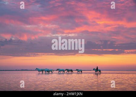 Francia, Bocche del Rodano, Provenza-Alpi-Costa Azzurra, Saintes Maries de la Mer, Parco Naturale Regionale della Camargue, Riserva della Biosfera (Unesco), cavalli bianchi della Camargue e cavaliere gardiano Foto Stock