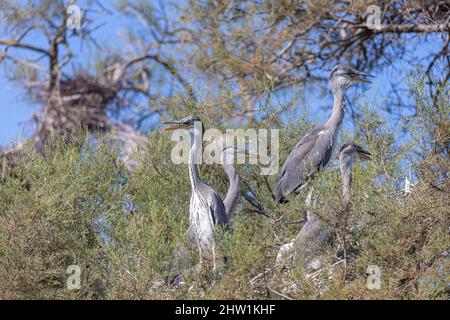 Francia, Bocche del Rodano, Provenza-Alpi-Costa Azzurra, Saintes Maries de la Mer, Parco Naturale Regionale della Camargue, Riserva della Biosfera (Unesco), Parco ornitologico Pont de Gau, airone grigio (ardea cinerea) Foto Stock