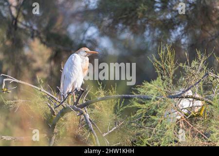 Francia, Bocche del Rodano, Provenza-Alpi-Costa Azzurra, Saintes Maries de la Mer, Parco Naturale Regionale della Camargue, Riserva della Biosfera (Unesco), airone (bubulcus ibis) Foto Stock