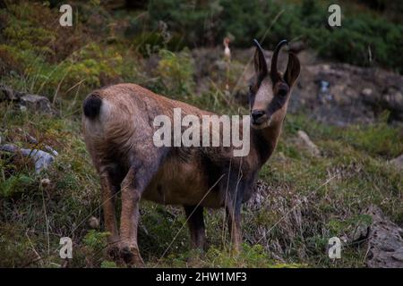 Incontro ravvicinato con un camoscio in natura Foto Stock