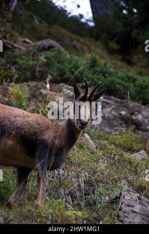 Incontro ravvicinato con un camoscio in natura Foto Stock