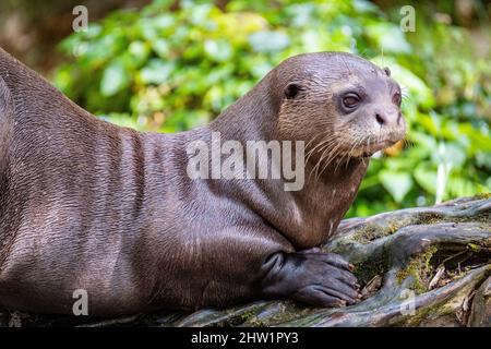 Sud America, lontra gigante (Pteronura brasiliensis), boparc di Doue la Fontaine Foto Stock