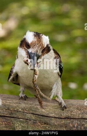 Australie, ridendo kookaburra (Dacelo novaeguineae), con la sua preda, il Parc des oiseaux, Villars Les Dombes, Foto Stock