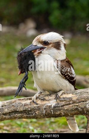 Australie, ridendo kookaburra (Dacelo novaeguineae), con la sua preda, il Parc des oiseaux, Villars Les Dombes, Foto Stock