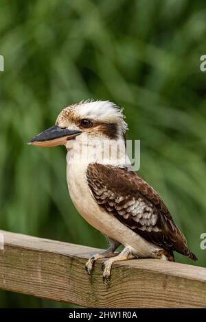 Australie, ridendo kookaburra (Dacelo novaeguineae), il Parc des oiseaux, Villars Les Dombes, Foto Stock