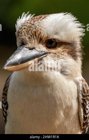 Australie, ridendo kookaburra (Dacelo novaeguineae), il Parc des oiseaux, Villars Les Dombes, Foto Stock