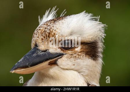 Australie, ridendo kookaburra (Dacelo novaeguineae), il Parc des oiseaux, Villars Les Dombes, Foto Stock