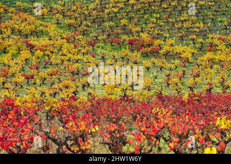 Spagna, Castiglia e le?n, dintorni di Villafranca del Bierzo, vigneto di Bierzo sul Camino Franc, percorso spagnolo del pellegrinaggio a Santiago de Compostela, patrimonio mondiale dell'UNESCO Foto Stock