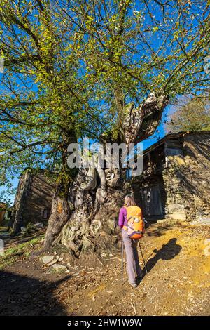 Spagna, Galizia, Triacastela, escursione sul Camino Franc, itinerario spagnolo del pellegrinaggio a Santiago de Compostela, patrimonio dell'umanità dell'UNESCO, castagno di 800 anni (Castanea sativa Mill.) Foto Stock