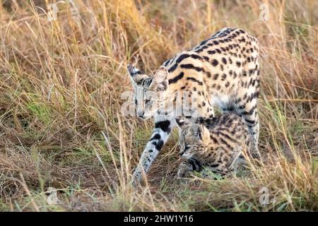 Kenya, Masai Mara National Reserve, Parco Nazionale, Serval femminile (Leptailurus serval) nella savana, il cucciolo (2 mesi) con la madre Foto Stock