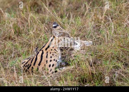 Kenya, Masai Mara National Reserve, Parco Nazionale, Serval femminile (Leptailurus serval) nella savana, il cucciolo (2 mesi) con la madre Foto Stock