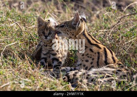 Kenya, Masai Mara National Reserve, Parco Nazionale, Serval femminile (Leptailurus serval) nella savana, il cucciolo (2 mesi) con la madre Foto Stock