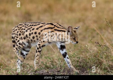 Kenya, Masai Mara National Reserve, Parco Nazionale, Serval femminile (Leptailurus serval) nella savana, il cucciolo (2 mesi) con la madre Foto Stock