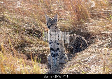 Kenya, Masai Mara National Reserve, Parco Nazionale, Serval femminile (Leptailurus serval) nella savana, il cucciolo (2 mesi) con la madre Foto Stock