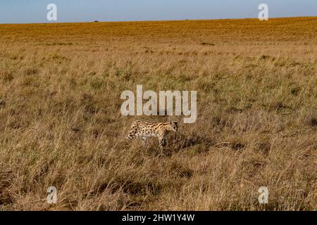 Kenya, Masai Mara National Reserve, Parco Nazionale, Serval femminile (Leptailurus serval) nella savana, il cucciolo (2 mesi) con la madre Foto Stock