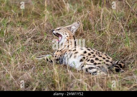 Kenya, Masai Mara National Reserve, Parco Nazionale, Serval femminile (Leptailurus serval) nella savana, il cucciolo (2 mesi) con la madre Foto Stock