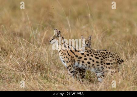 Kenya, Masai Mara National Reserve, Parco Nazionale, Serval femminile (Leptailurus serval) nella savana, il cucciolo (2 mesi) con la madre Foto Stock