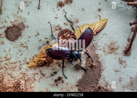 Bella scarpata di Actaeon maschio (Megasoma actaeon) distrutta da migliaia di scarpette (Anthrenus verbasci) larve. Addome completamente mangiato può essere visto Foto Stock