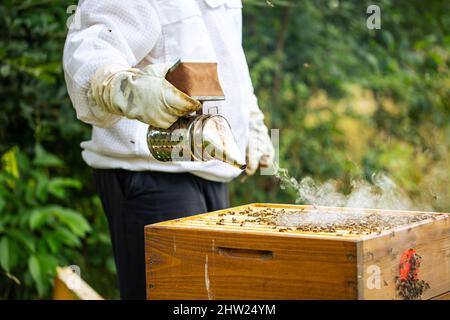 Fumatore di api con apicoltore che lavora nel suo apiario su una fattoria di api, concetto di apicoltura Foto Stock