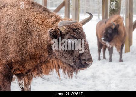 Bison bonasus - bisonte europeo. Animale forte peloso. Specie europee di bisonte. È una delle specie più esistenti. Foto Stock