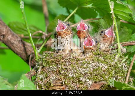 Chaffinch (Fringilla coelebs) pulcini con le loro perle spalancate nel loro nido. Francia. Foto Stock