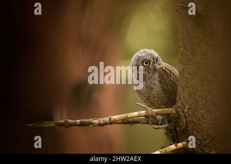 Cowl Scops comune, Otus scops, gufo piccolo nell'habitat naturale, seduto sull'albero, foresta in background. Fauna selvatica scena dalla natura Foto Stock