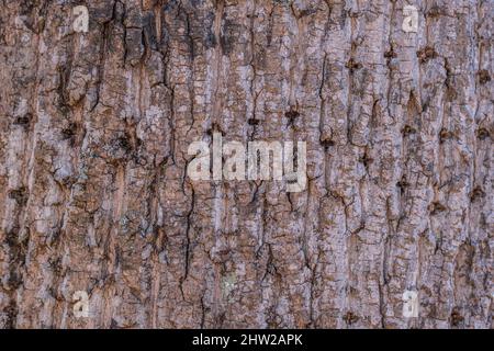 Una vista da primo piano di una spessa e robusta corteccia di alberi su un albero vivo con piccoli buchi di picchio attraverso e tutti gli sfondi e le strutture Foto Stock