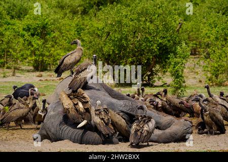 Gli avvoltoi del vecchio mondo puliscono su un elefante dato, prevenendo le malattie. Avvelenamento & perdita dell'habitat hanno condotto agli avvoltoi che diventano criticamente minacciati Foto Stock