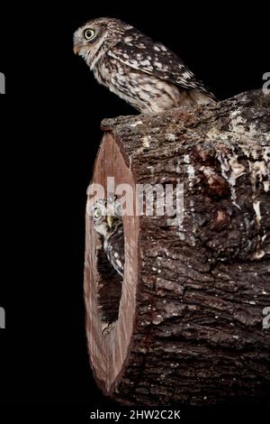 Due little Owls (Athene nattua) in cima e all'interno di un tronco di albero cavo che sbuccia fuori Foto Stock