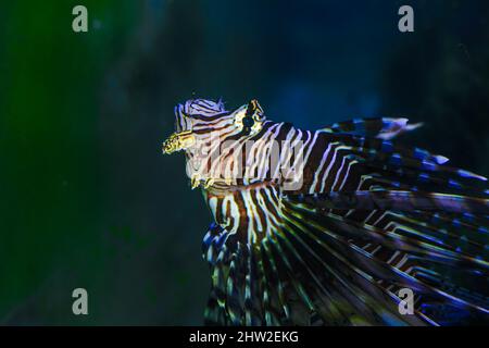 Comune Lionfish (pesce di tacchino, Lionfish rosso) - Pteroids volitans. Foto Stock
