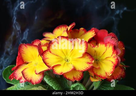 primo piano di una splendida primula vulgaris giallo-rossa su sfondo nero Foto Stock