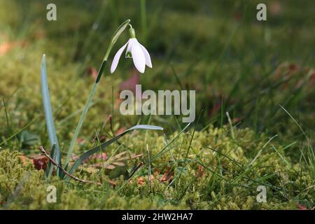 foto di una sola goccia di neve fresca su un prato verde Foto Stock