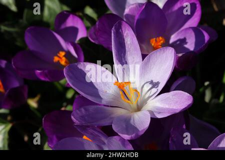 Primo piano di un bellissimo crocus viola illuminato dal sole con vista sulla fioritura su sfondo naturale scuro Foto Stock