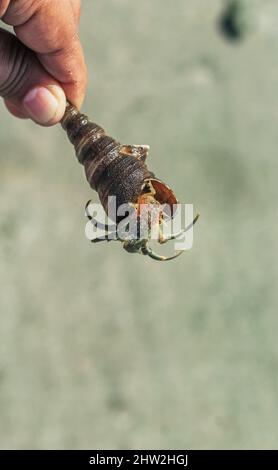 Granchio eremita sulla spiaggia. Wildlife Beach, Hermit Crab, Animal Shell, Seashell White Beach Macro Sunny Day. Foto Stock