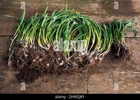 Galanthus nivalis, nevralgia comune nel verde su una panca di vasellatura pronta per piantare. Foto Stock