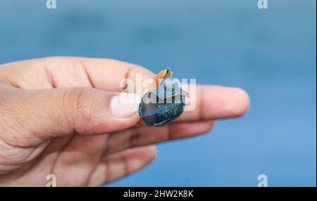 Macro colpo di un piccolo granchio con una conchiglia in mano. Vista ravvicinata. Conchiglie in mano Closeup. Foto Stock