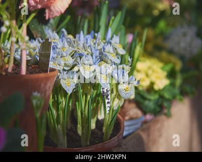 Piccolo iris giallo-blu in una pentola alla mostra di fiori di primavera. Foto Stock
