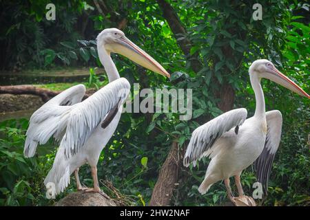 Coppia di pellicani bianchi in un parco di uccelli nello zoo di Singapore Foto Stock