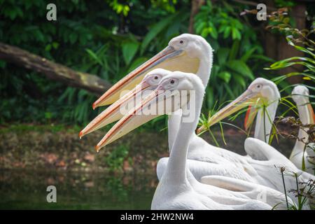 Gruppo di pellicani bianchi in attesa di essere nutriti in un parco ornitologico nello zoo di Singapore Foto Stock