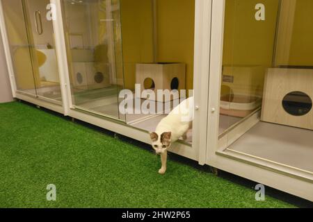 Dhaka, Bangladesh. 03rd Mar 2022. Furryghor, la prima casa di imbarco per animali da compagnia in Bangladesh, dove una persona può tenere i loro gatti e cani temporaneamente con sicurezza e mantenimento dell'igiene, ha iniziato il suo viaggio a Mirpur Zoo Road a Dhaka, Bangladesh, 3 marzo 2022. I proprietari fondatori di Furryghor hanno detto che hanno sentito l'urgenza di istituire una casa d'imbarco per animali da compagnia, in quanto non c'era un tale luogo in Bangladesh dove un proprietario di animali poteva tenere i loro animali per la cura del giorno o per il pernottamento. (Foto di Suvra Kanti Das/Sipa USA) Credit: Sipa USA/Alamy Live News Foto Stock