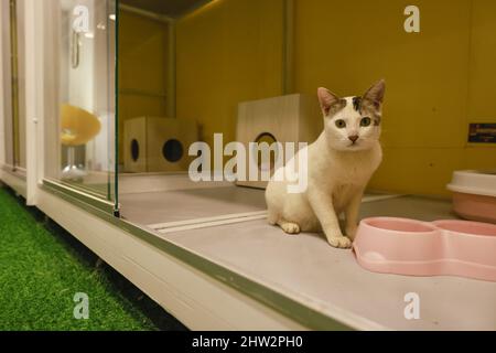 Dhaka, Bangladesh. 03rd Mar 2022. Furryghor, la prima casa di imbarco per animali da compagnia in Bangladesh, dove una persona può tenere i loro gatti e cani temporaneamente con sicurezza e mantenimento dell'igiene, ha iniziato il suo viaggio a Mirpur Zoo Road a Dhaka, Bangladesh, 3 marzo 2022. I proprietari fondatori di Furryghor hanno detto che hanno sentito l'urgenza di istituire una casa d'imbarco per animali da compagnia, in quanto non c'era un tale luogo in Bangladesh dove un proprietario di animali poteva tenere i loro animali per la cura del giorno o per il pernottamento. (Foto di Suvra Kanti Das/Sipa USA) Credit: Sipa USA/Alamy Live News Foto Stock